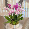 Charming:Mix of Mini Orchids