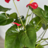 ewd-anthurium-85-2
