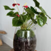 ewd-anthurium-85-2
