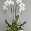 lovely white orchid