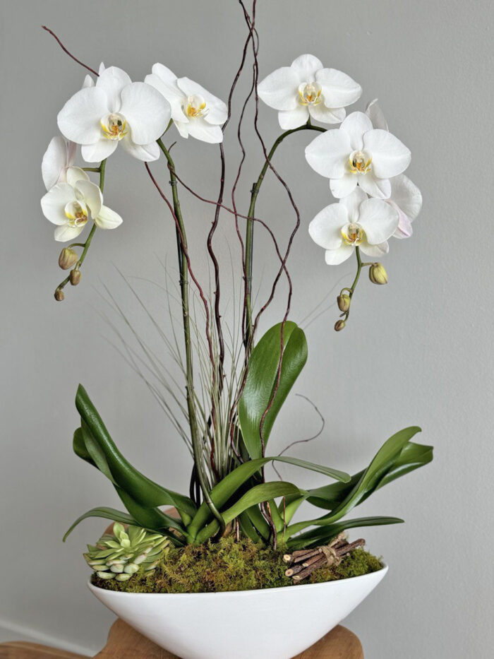 lovely white orchid