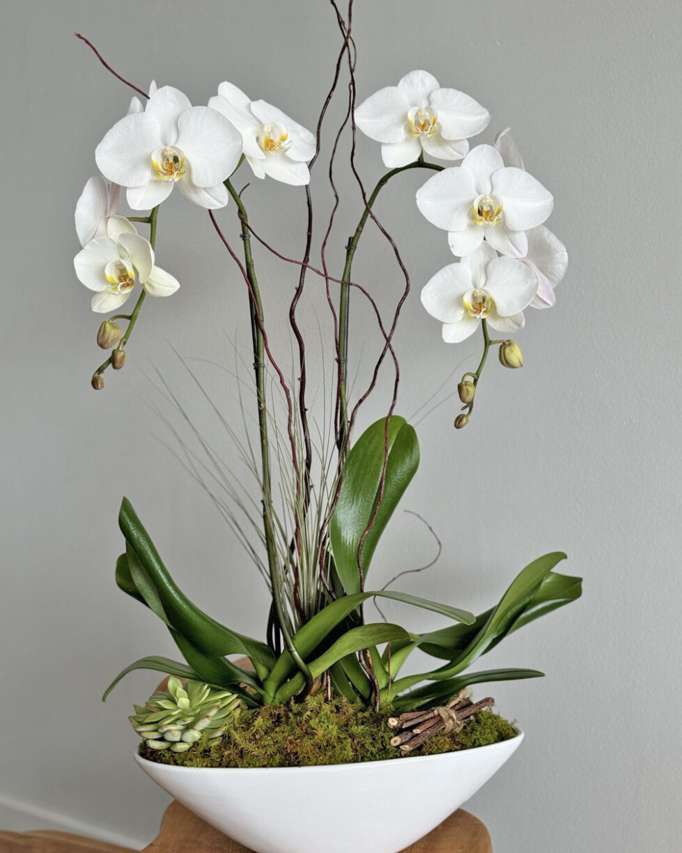 lovely white orchid