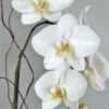 lovely white orchid 130-3