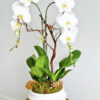 miledy-130-