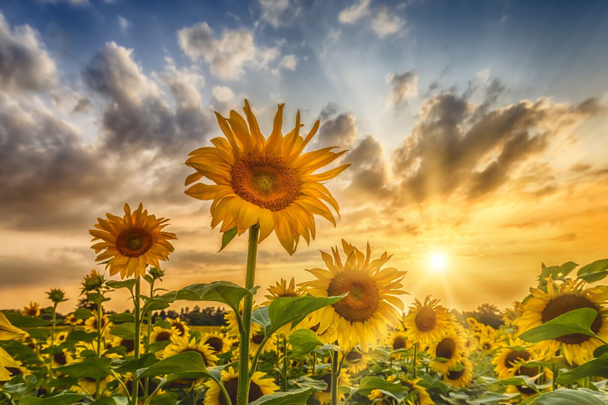 Sunflowers in Flower Arrangements