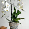 jupiter-buy flowers boca raton