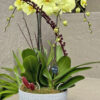 yellow2-buy orchids boca raton