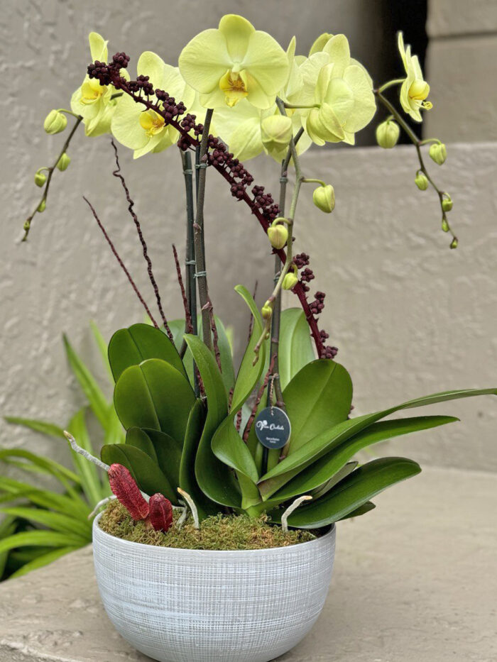 yellow2-buy orchids boca raton