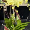 yellow7