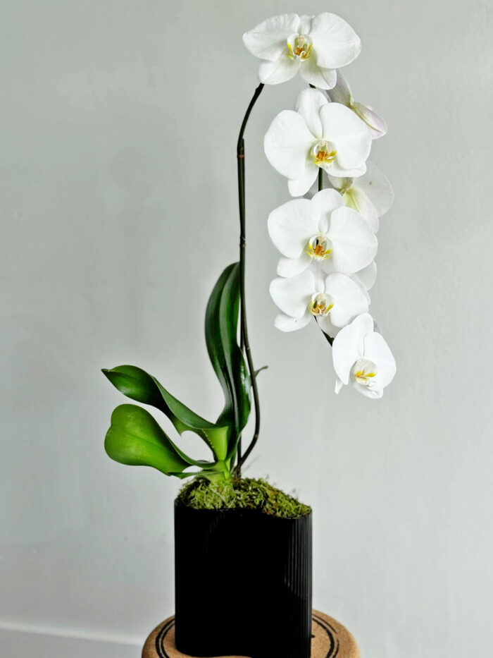 Enhance your living environment effortlessly with a captivating white orchid arrangement. Renowned for their exquisite appearance, these elegant flowers serve as a focal point in any room, instantly transforming it into a sanctuary of beauty and calm.