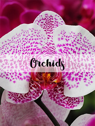 View our Orchids Flowers Collection