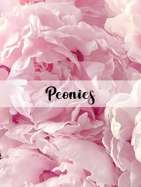 View our Peonies Flowers Collection