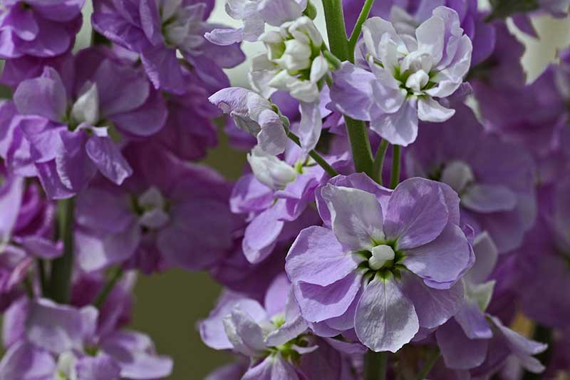 Stocks Flowers