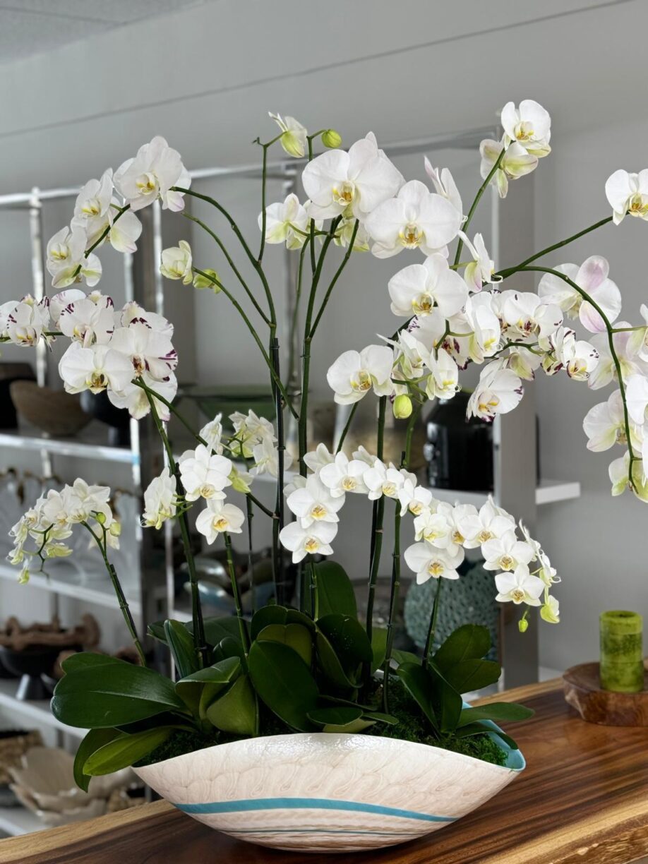 orchids