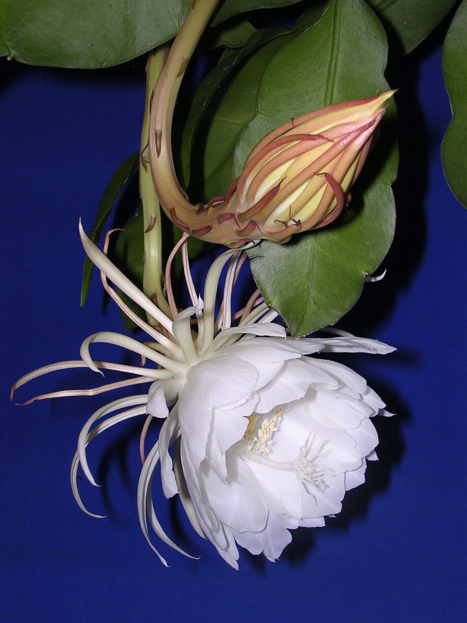 Kadupul Flower