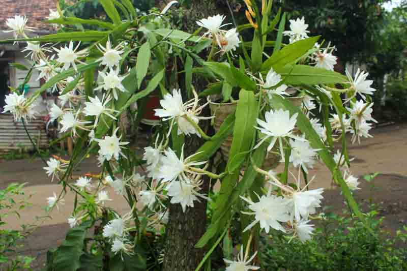 Kadupul Flower