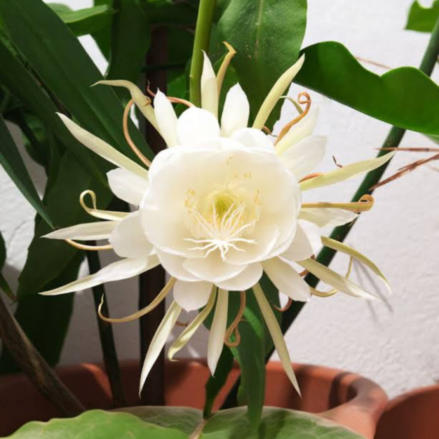 Kadupul flower, known scientifically as Epiphyllum oxypetalum