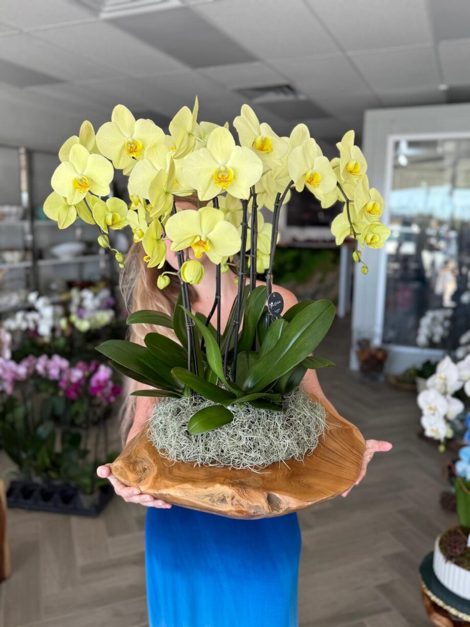 Orchid