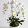 perfect orchids boca raton