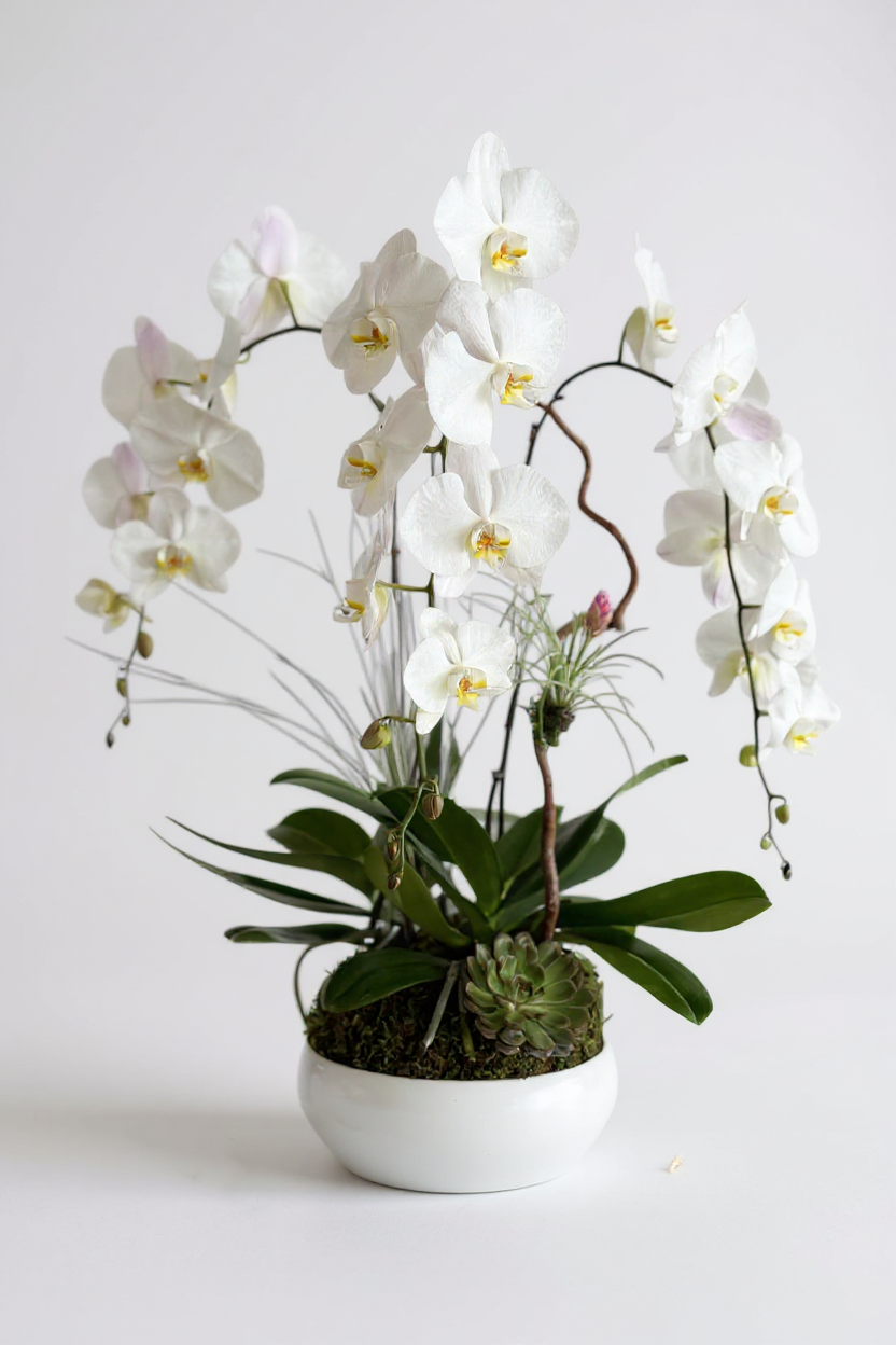 perfect orchids boca raton