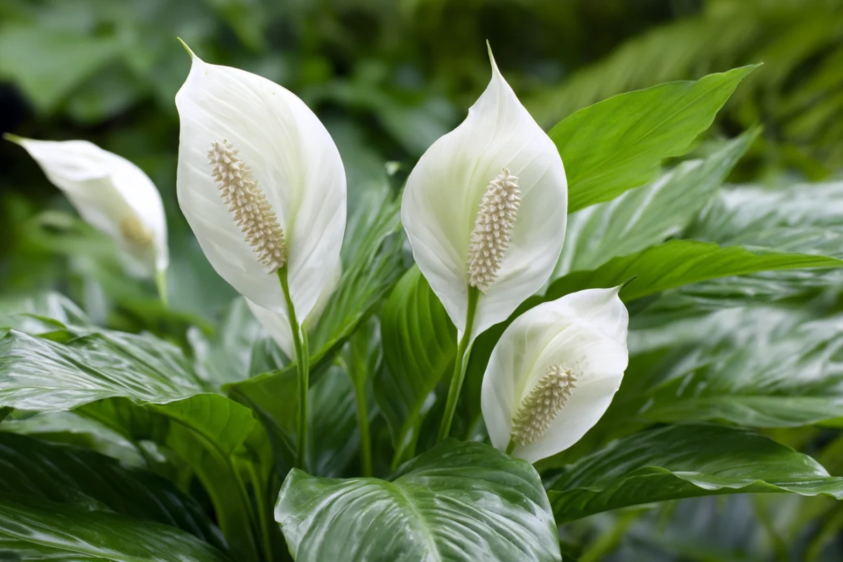 Beginner-Friendly Indoor Plants