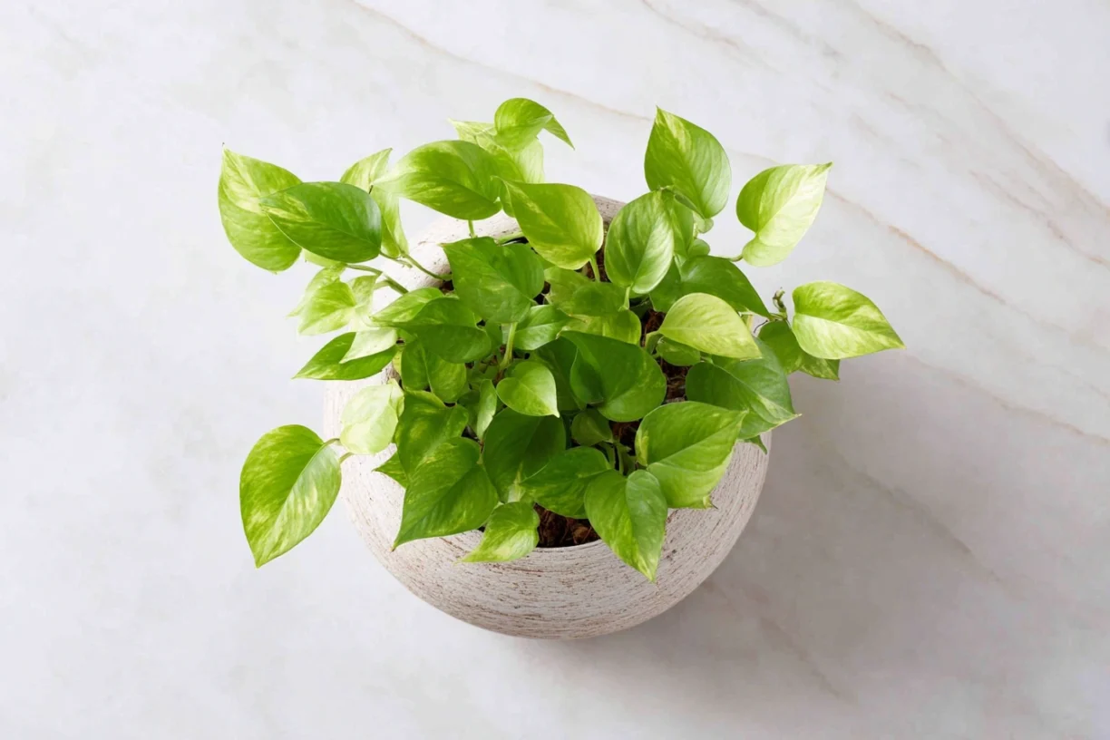 Beginner-Friendly Indoor Plants