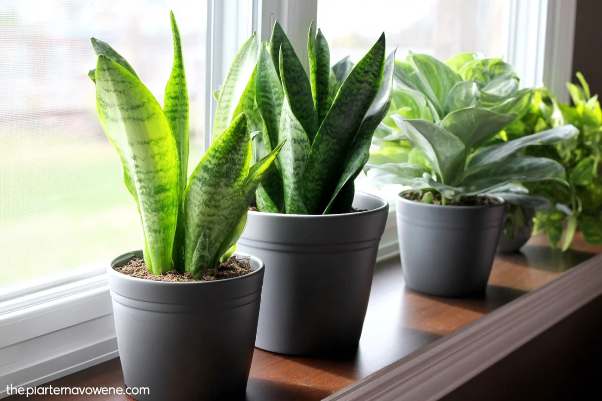 Beginner-Friendly Indoor Plants