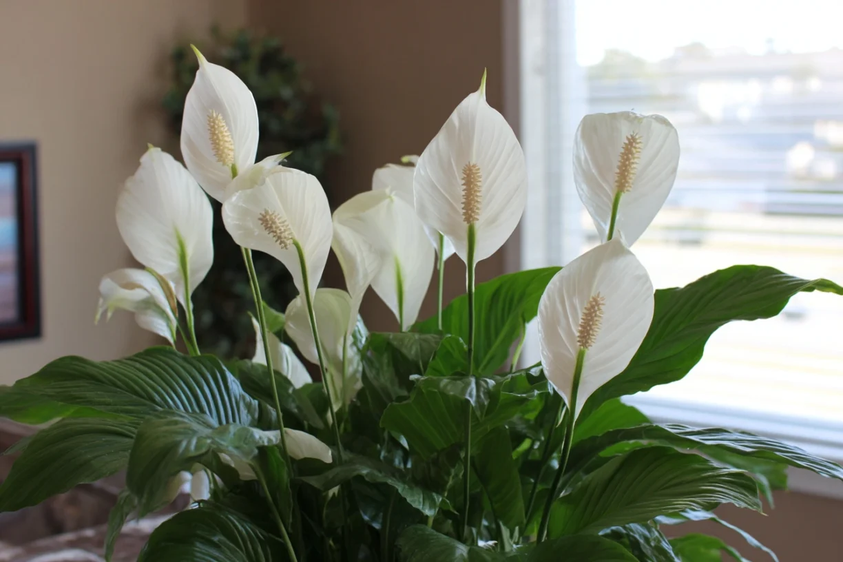 Beginner-Friendly Indoor Plants