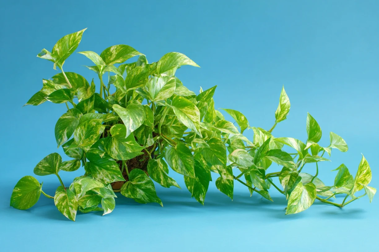 Exploring Other Low-Maintenance Indoor Plants