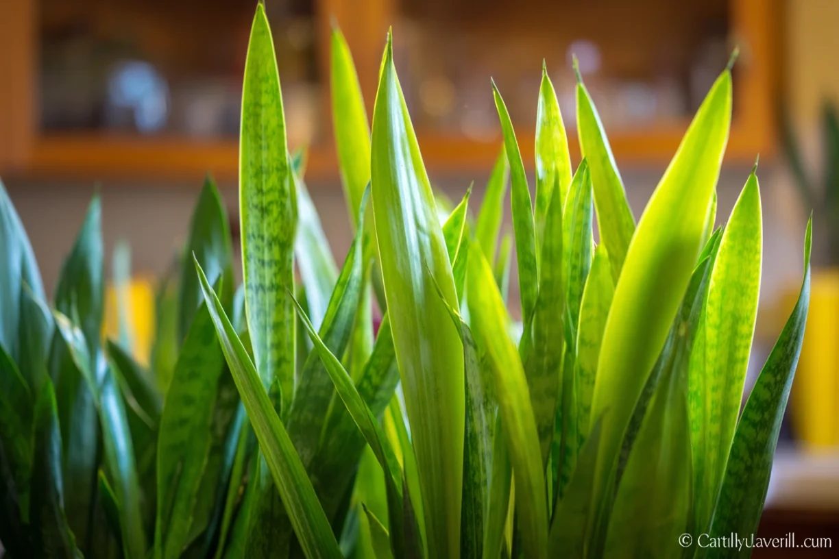 Beginner-Friendly Indoor Plants