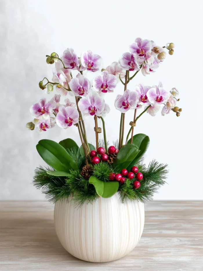 This stunning planter features delicate pink and white Phalaenopsis orchids, creating a soft, elegant display. Nestled among lush green leaves, festive pine needles, and bright red berries, it’s presented in a chic, textured cream ceramic pot. A beautiful and long-lasting gift that brings a touch of winter wonder to any space.