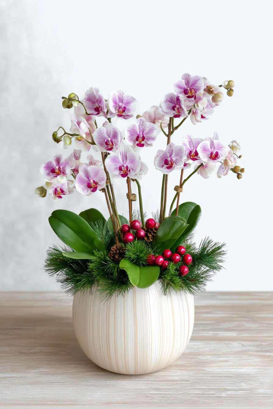 This stunning planter features delicate pink and white Phalaenopsis orchids, creating a soft, elegant display. Nestled among lush green leaves, festive pine needles, and bright red berries, it’s presented in a chic, textured cream ceramic pot. A beautiful and long-lasting gift that brings a touch of winter wonder to any space.
