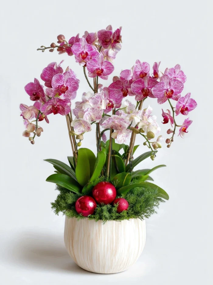 Festive Pink Orchid
