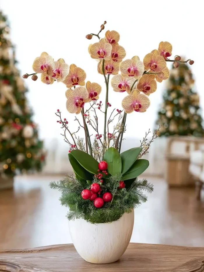Warmth & Cheer: Peach Orchid Holiday Planter