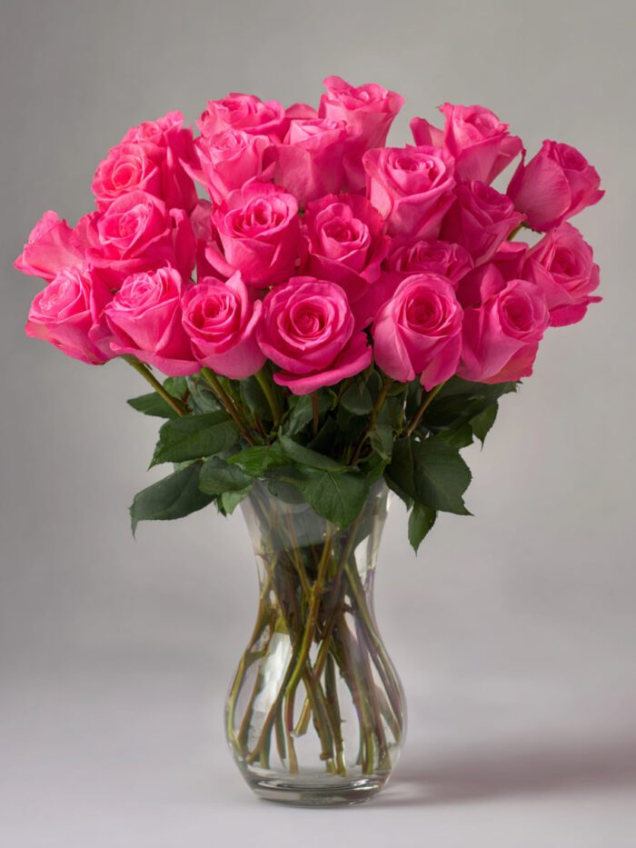 hot pink roses